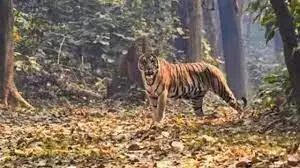 1367873-tigar-00