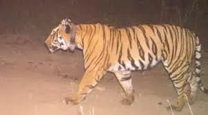 1382023-tigar
