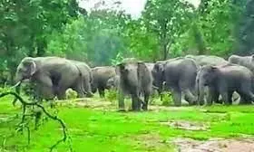 1393598-jangli-hathi