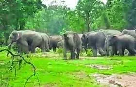1404584-jangli-hathi